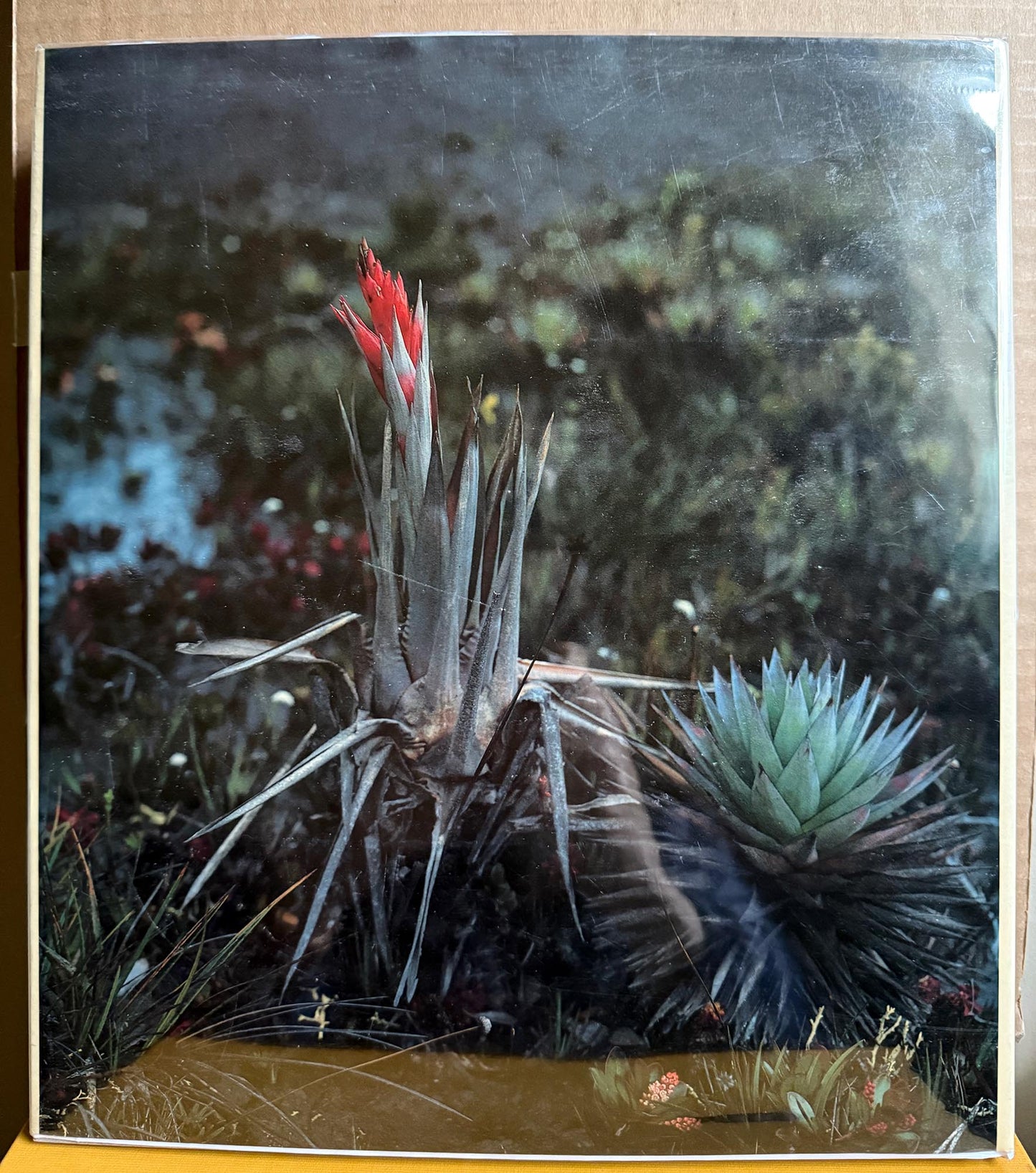 Venezuela. La Gran Sabana by Karl Weidmann.