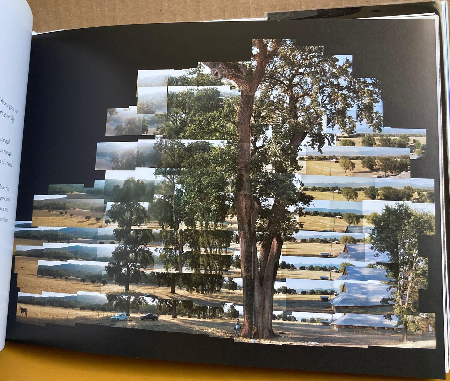 Balog, James. Tree: A New Vision of the American Forest. Photographs by James Balog.