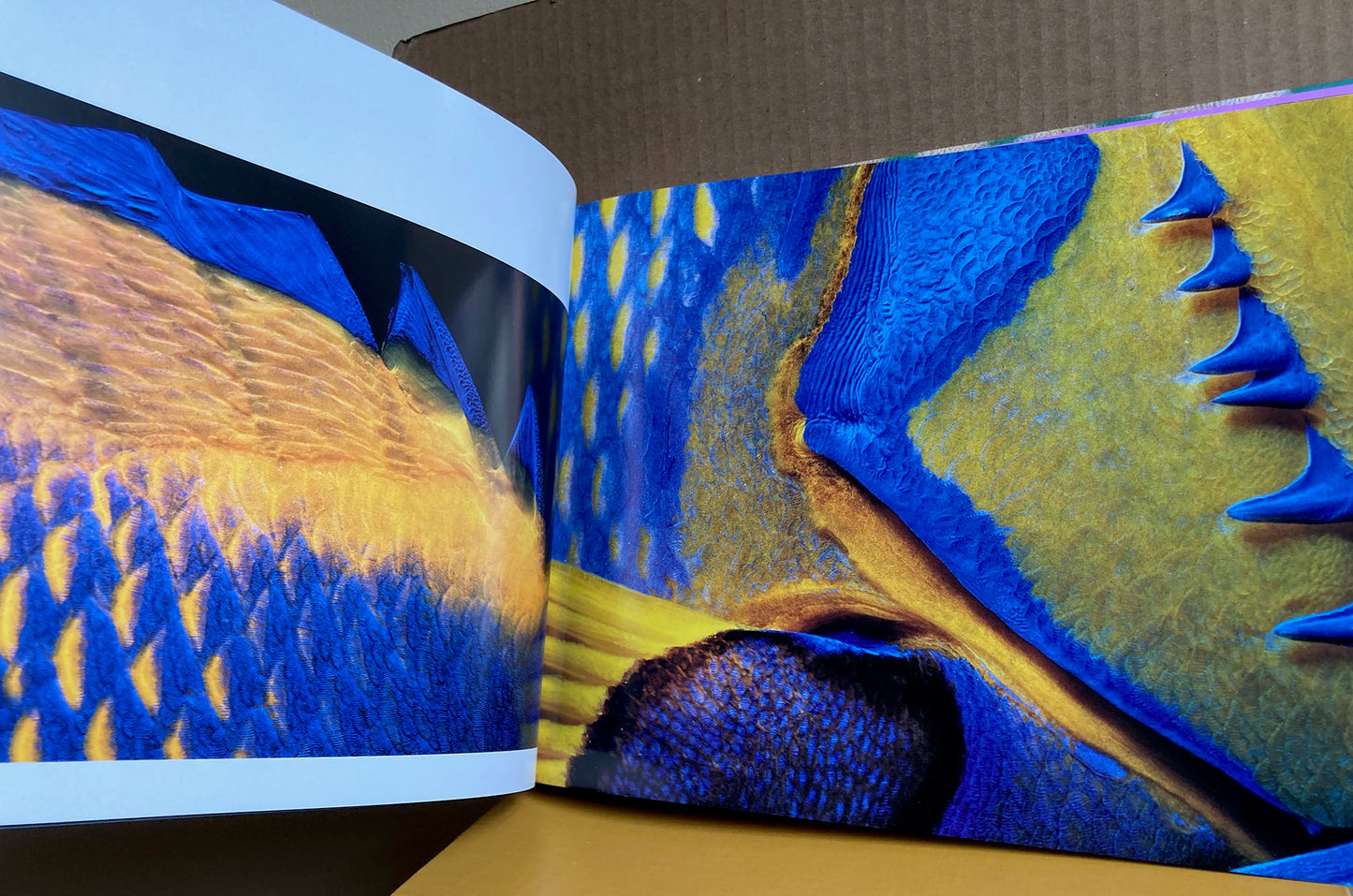 Rotman, Jeffrey L. Eyes Into Secret Seas.  Underwater photographs by Jeffrey L. Rotman.