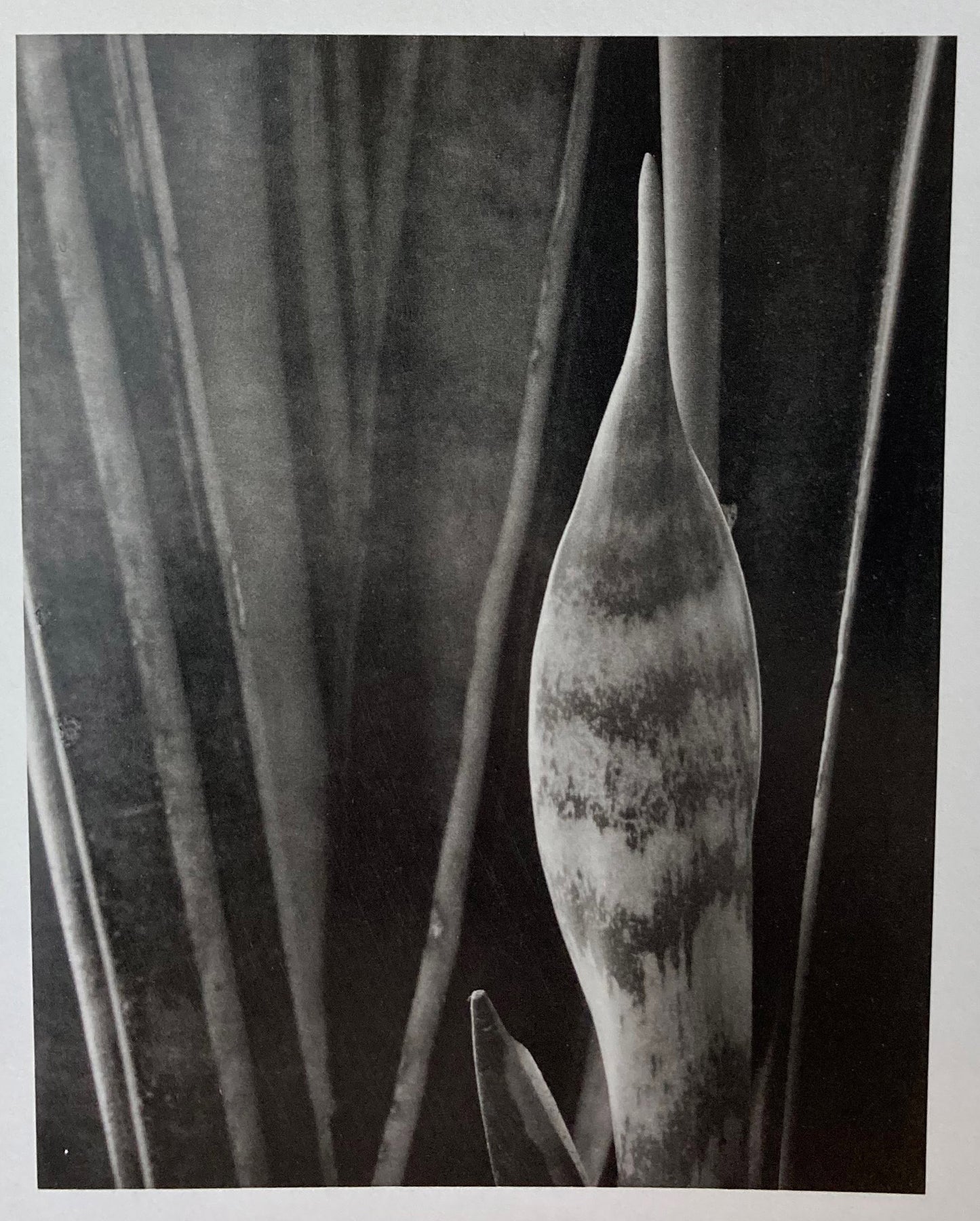 Caponigro, Paul. Seasons. Photographs by Paul Caponigro.