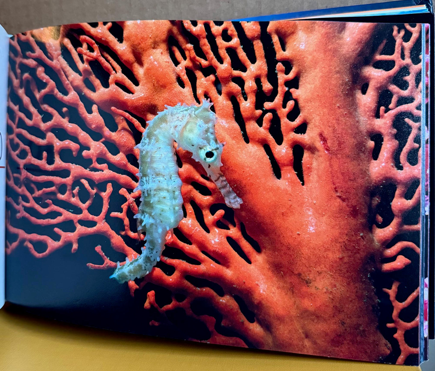 Rotman, Jeffrey L. Underwater Eden. 365 Days by Jeffrey L. Rotman. Signed.