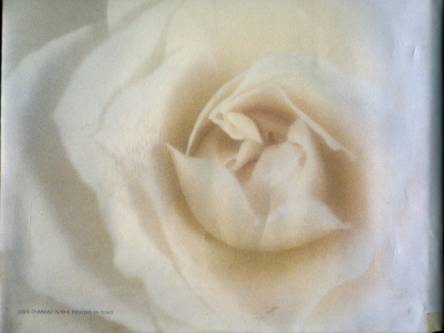 Mucci, Tina. Poe: A Biography. Text by Nancy Loewen. Photographs by Tina Mucci.