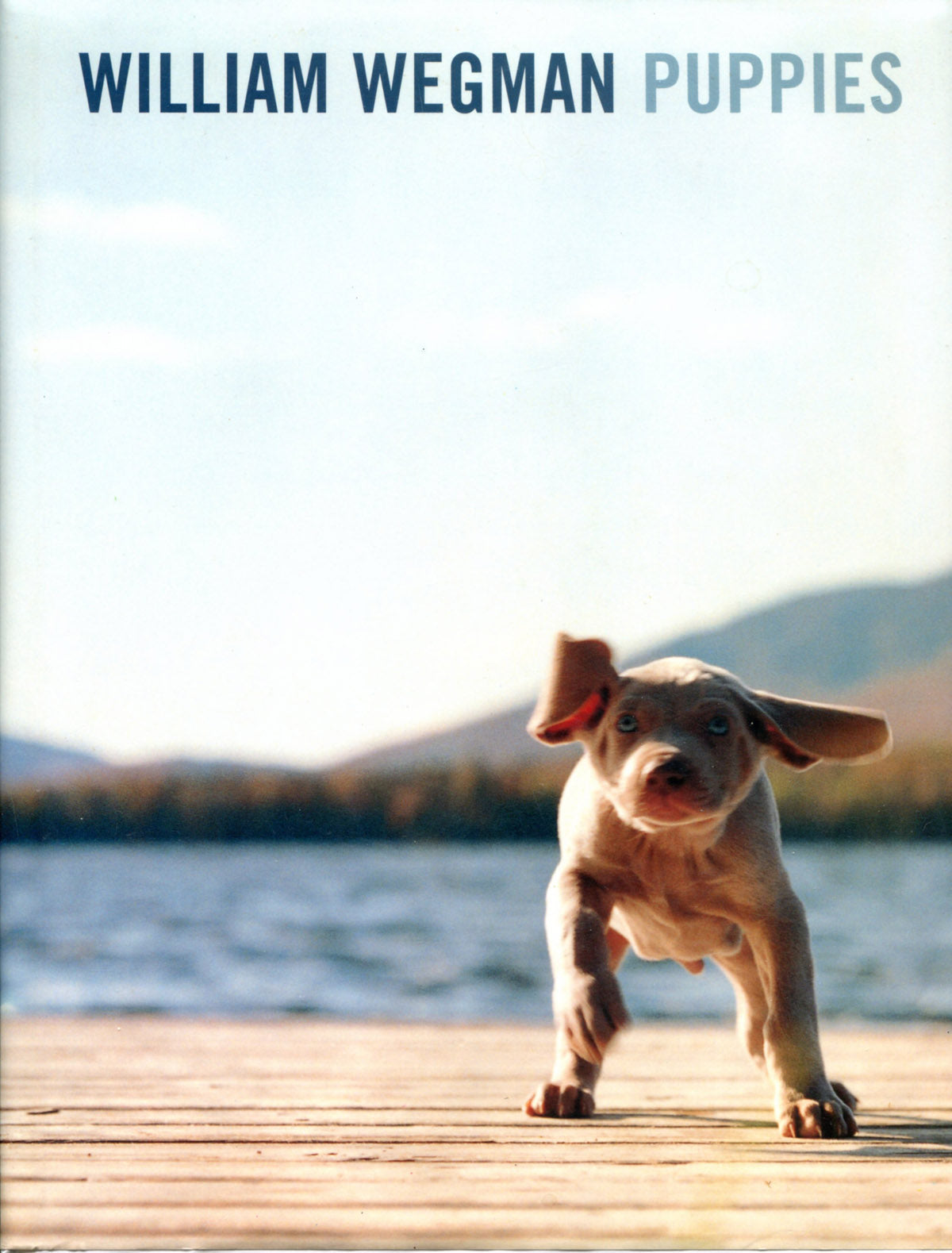 Wegman, William. Puppies. Photographs of dogs by William Wegman.