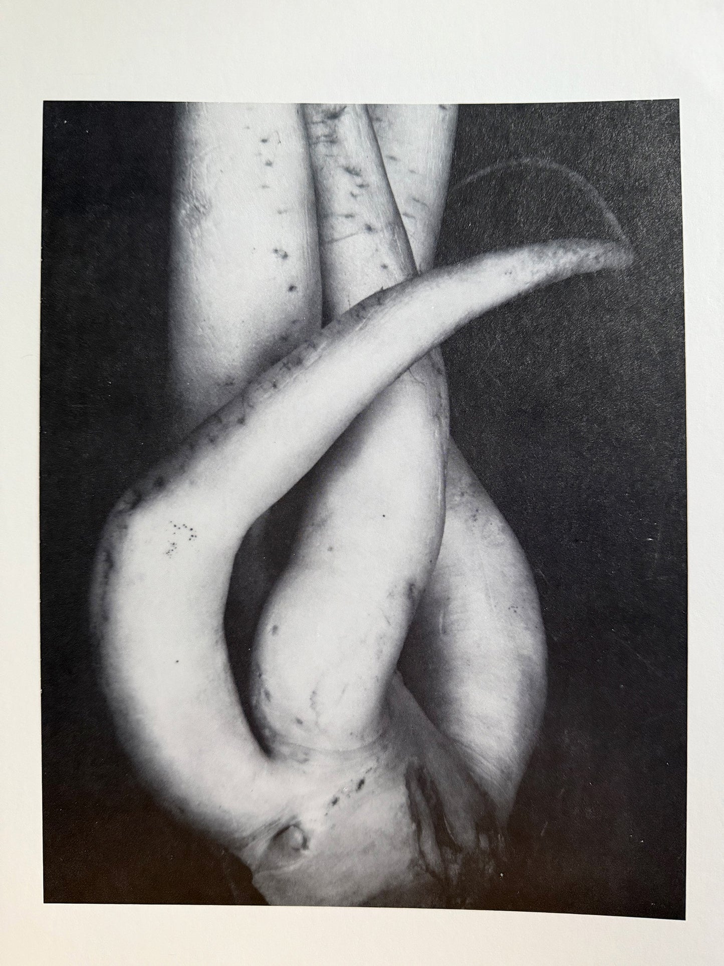 Photographs: 1900-1950.  The Minneapolis Institute of Arts. Northlight No. 13.