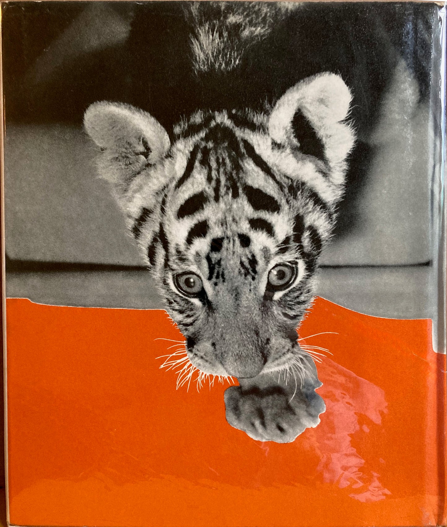 Suki: A Little Tiger photographed by Laelia Goehr, text by Elspeth Huxley.