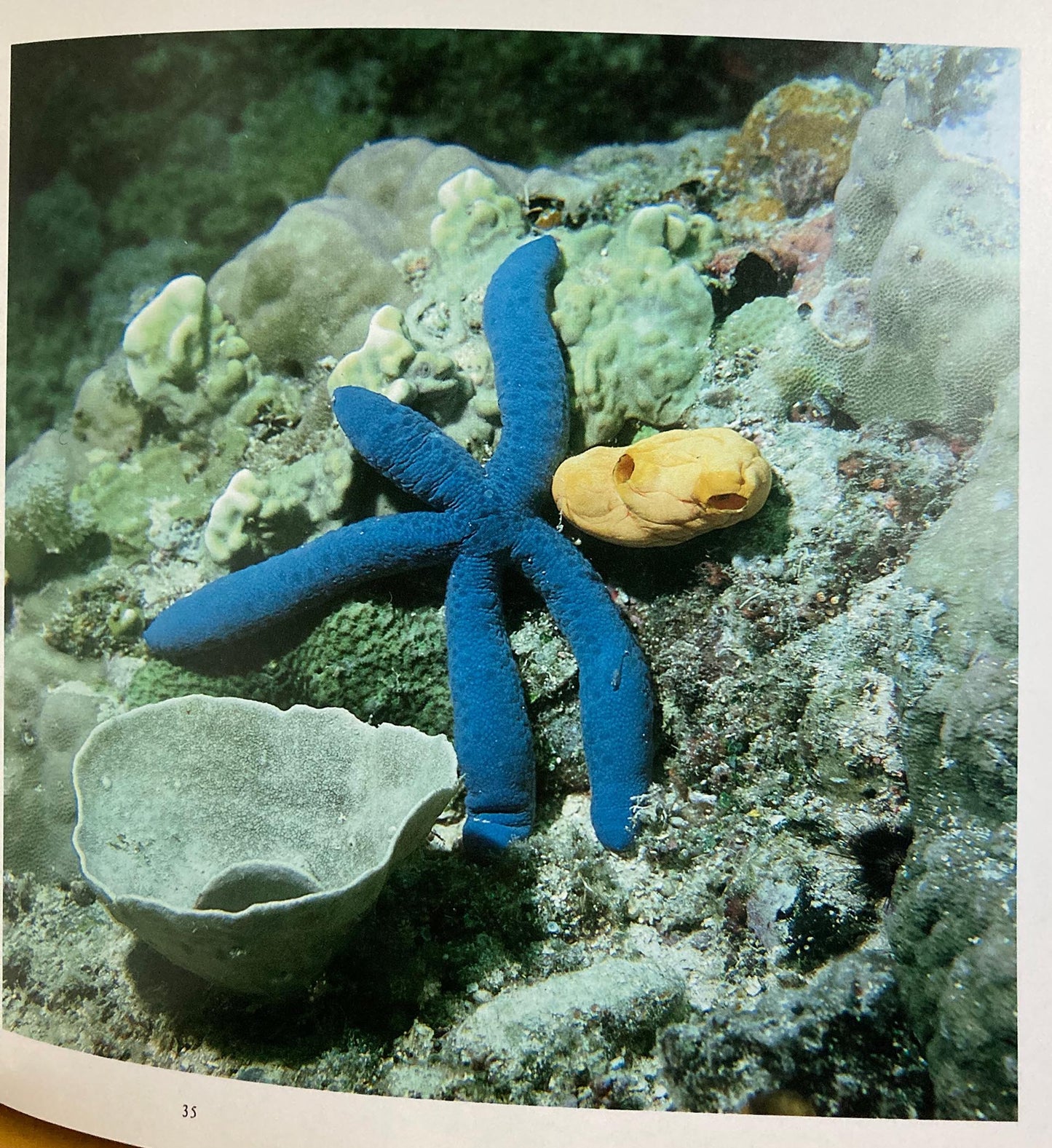 Underwater Photography. Hidden Seascapes by Feodor Pitcairn with text by Kirstin and Feodor Pitcairn.