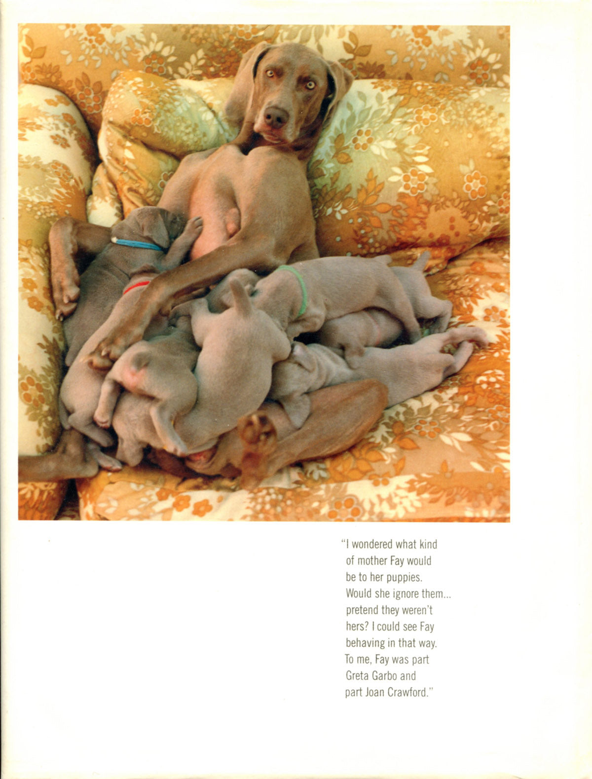 Wegman, William.  Puppies. Photographs of dogs by William Wegman.